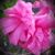 Jennie June's profile image