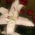 Mayra Veronica Ramirez's profile image