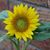 Suebar Crellin's profile image
