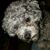Tinker Belle's profile image