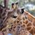 Cindy Mitchell's profile image