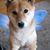 Brenda Joyce Navellier's profile image