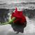 Habeb Alroh's profile image