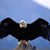 Neal Farris's profile image