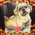 Debbie Nenninger Gagnon's profile image