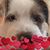 Deborah A Schulz-Sellman's profile image