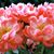 Malinda Armstrong's profile image