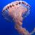 Carolyn Newman Edwards's profile image