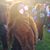 Raquel DiSabatino's profile image
