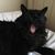 Nicole Selmi's profile image
