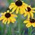 Susan Bertch Burgess's profile image