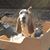 Bill Brittingham's profile image