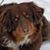 Deb Williams's profile image