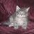 Theresa Morrison's profile image