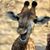 Deanna Replogle Smith's profile image