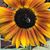 Bille Jo Emmick's profile image