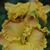 Alida Boyes's profile image