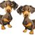 Diane Shankles's profile image