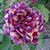 Diana Davis Williamson's profile image