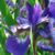 Joene Hendry's profile image