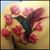 Braedan Van Ord's profile image