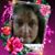 Marlene Korbal Haessly's profile image