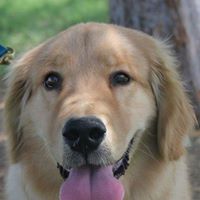 Edie Stur's profile image