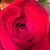 Tracey Tucker's profile image