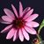 Karen Fay Teachout's profile image