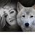 Zena Zozo's profile image