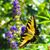 Sharon Thompson's profile image
