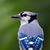 Jay Paredes's profile image