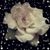 Michelle Dodson's profile image