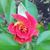 Melissa Draughn Thompson's profile image