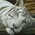 Lori Bollinger's profile image