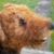 Lisa Rollins Brasseur's profile image