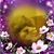 Susan Turchetta's profile image