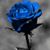 Shonelle Dutcher's profile image
