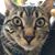 Karen Creekwolf's profile image