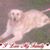 Michael Vick's profile image