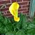 Debbie Arrington-Griffith's profile image