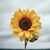 Sandie Weber's profile image