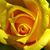 Susan Williams's profile image