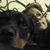 Marianne Herold's profile image