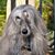 Joanne Sternhell's profile image