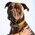 Marizanne Kemp Ferreira's profile image
