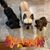 Sylvia Chapman's profile image
