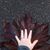 Laurel Bucholz's profile image