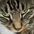 Jay M. Laser's profile image