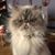 Delia Marsellos-Traister's profile image